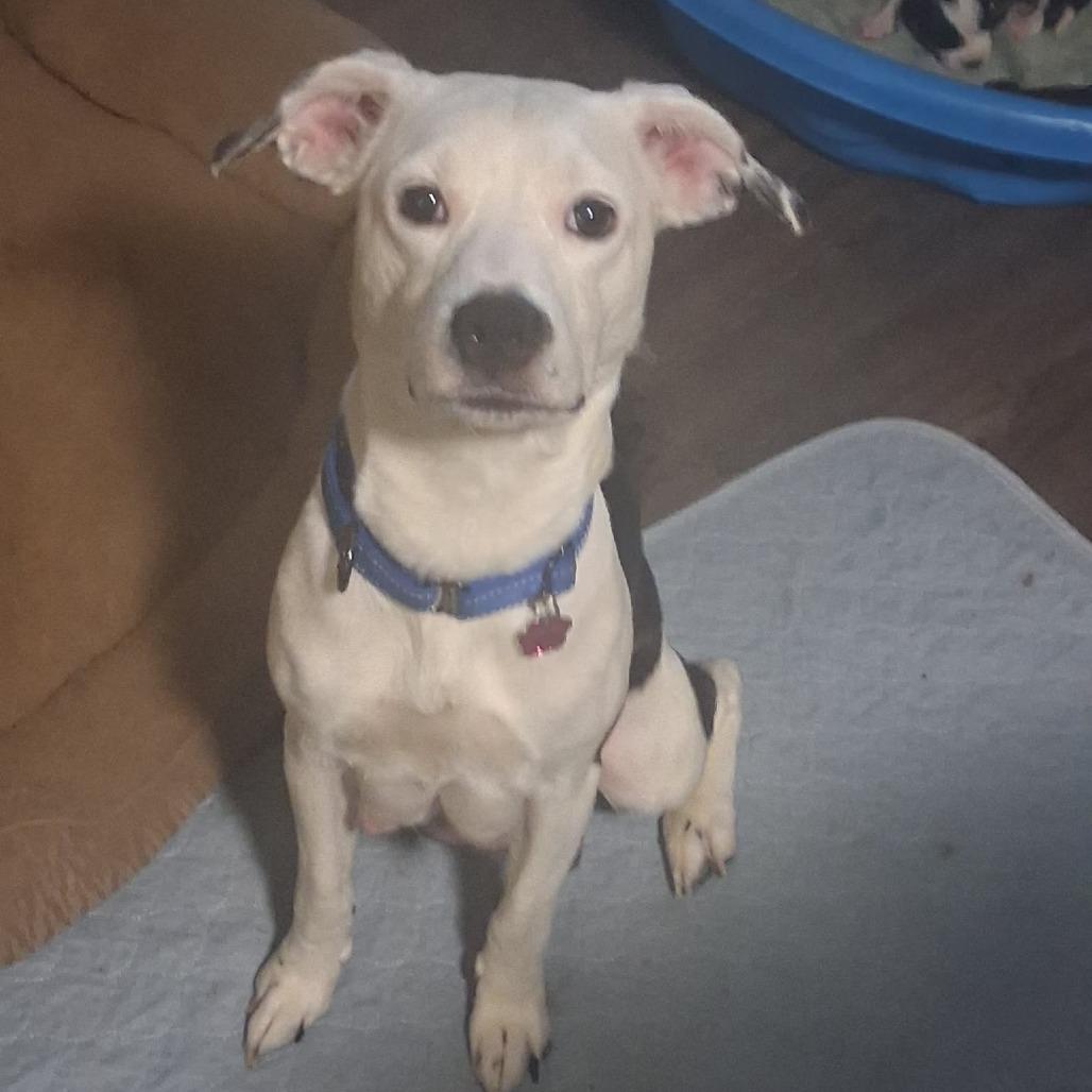 Enlarge Pennie, a Adoptable Mixed Breed in Lima, OH image 2/2