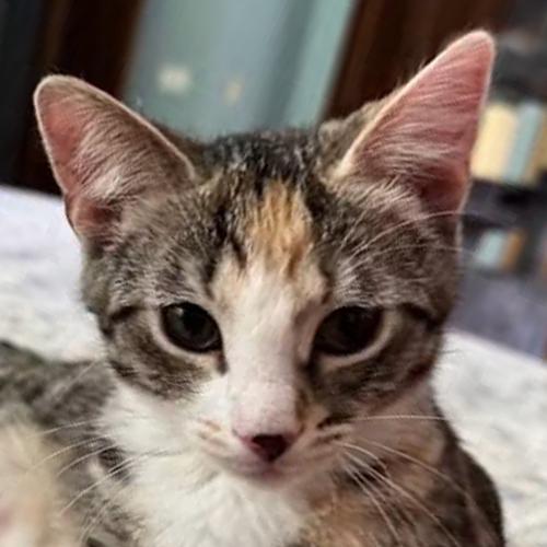Cherry, Adoptable, Kitten Female Domestic Short Hair.