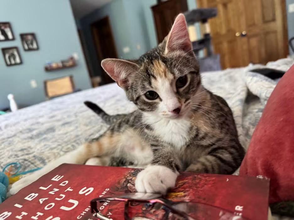 Enlarge Cherry, a Adoptable Domestic Short Hair in Crystal Lake, IL image 5/6