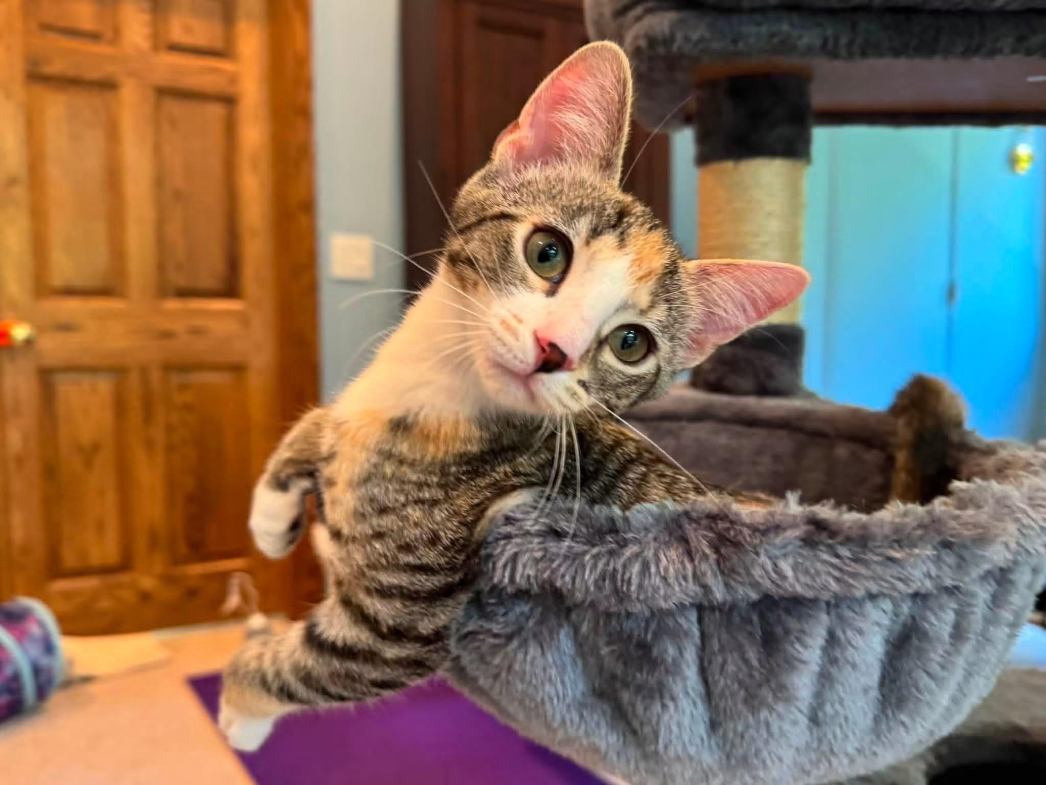 Enlarge Cherry, a Adoptable Domestic Short Hair in Crystal Lake, IL image 3/6