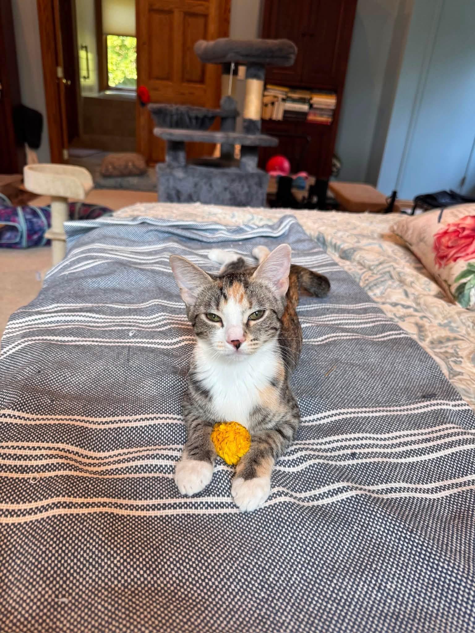 Enlarge Cherry, a Adoptable Domestic Short Hair in Crystal Lake, IL image 6/6