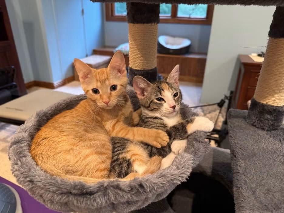 Enlarge Cherry, a Adoptable Domestic Short Hair in Crystal Lake, IL image 4/6