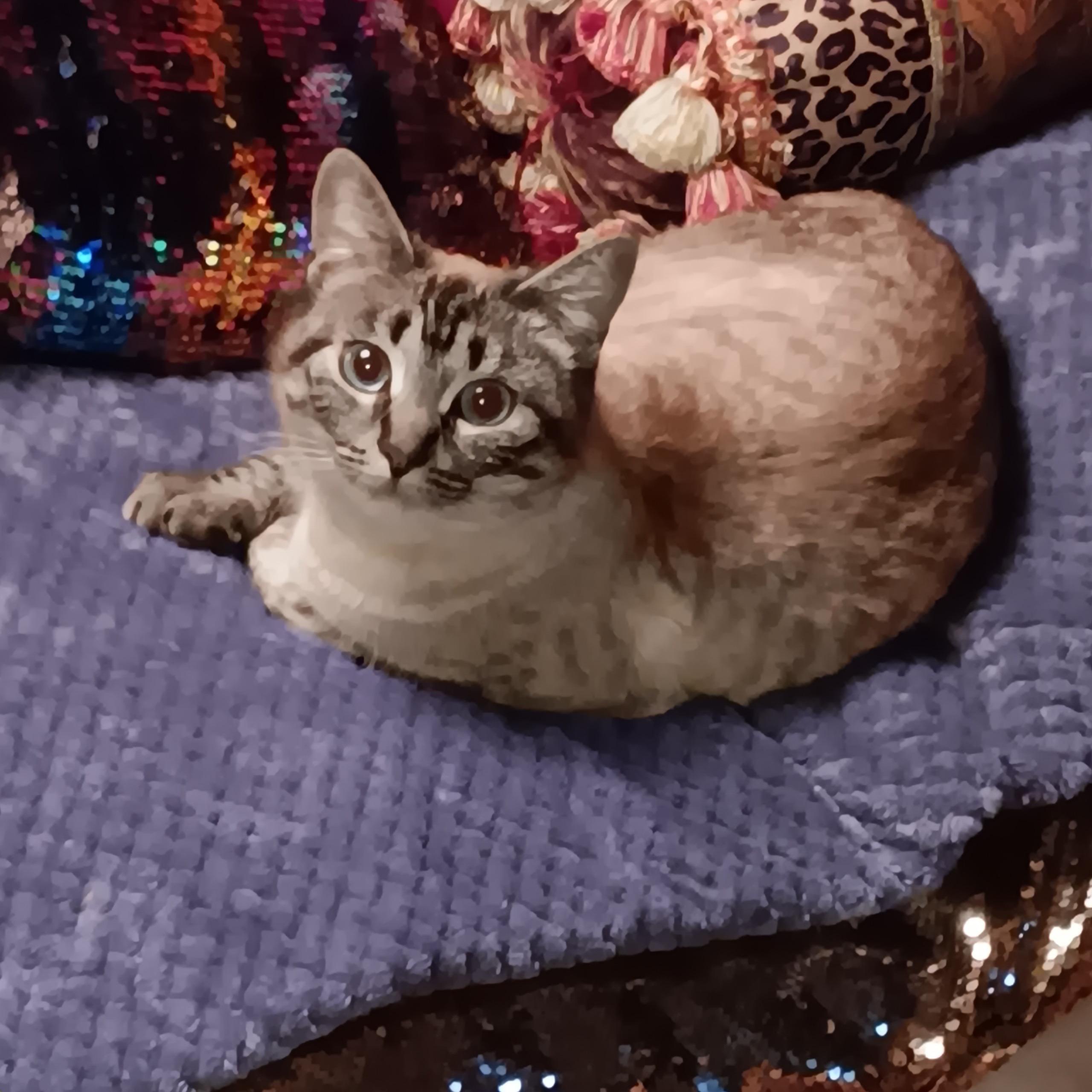 Skylar, a ADOPTABLE Siamese in Portland, OR image 4/5