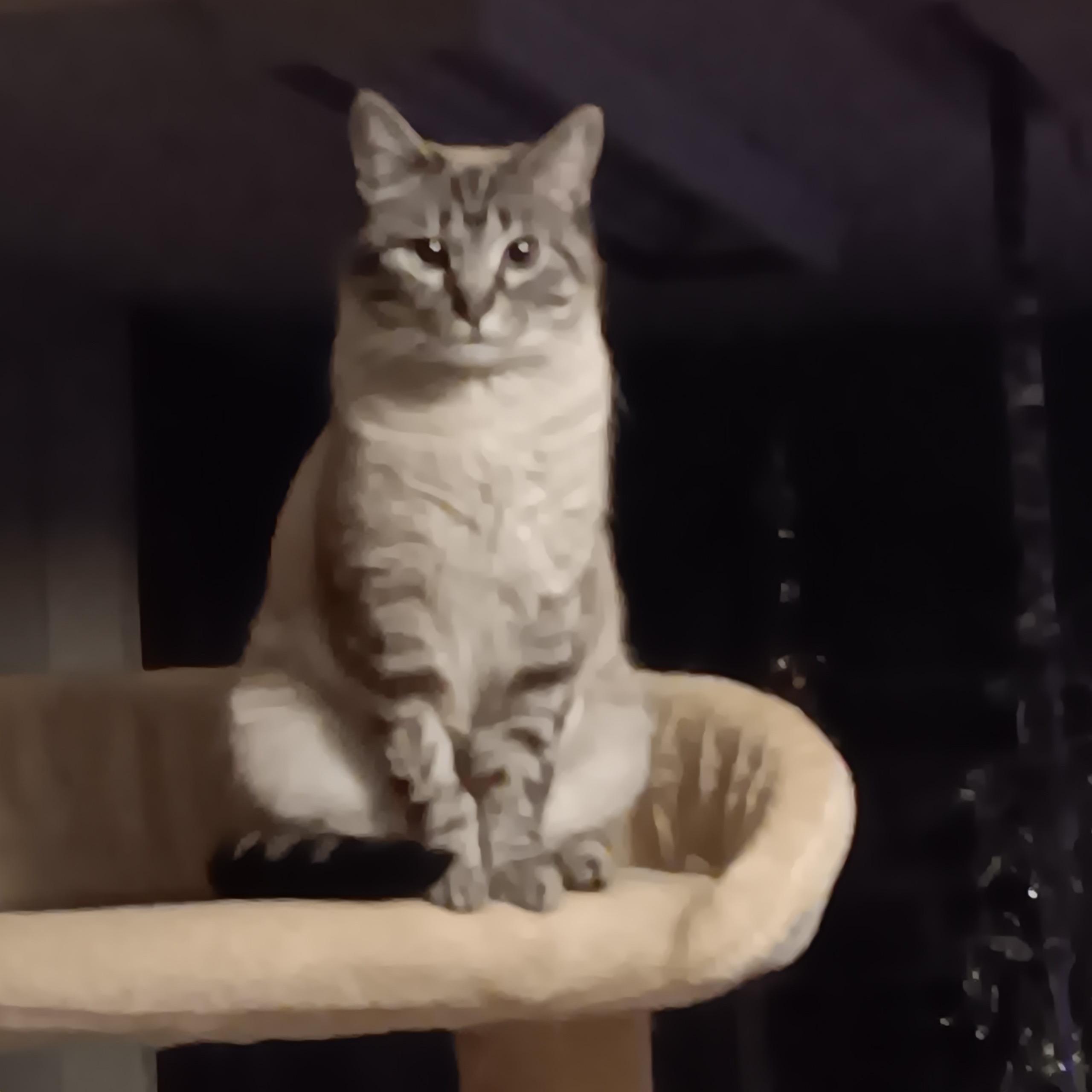 Skylar, a ADOPTABLE Siamese in Portland, OR image 5/5