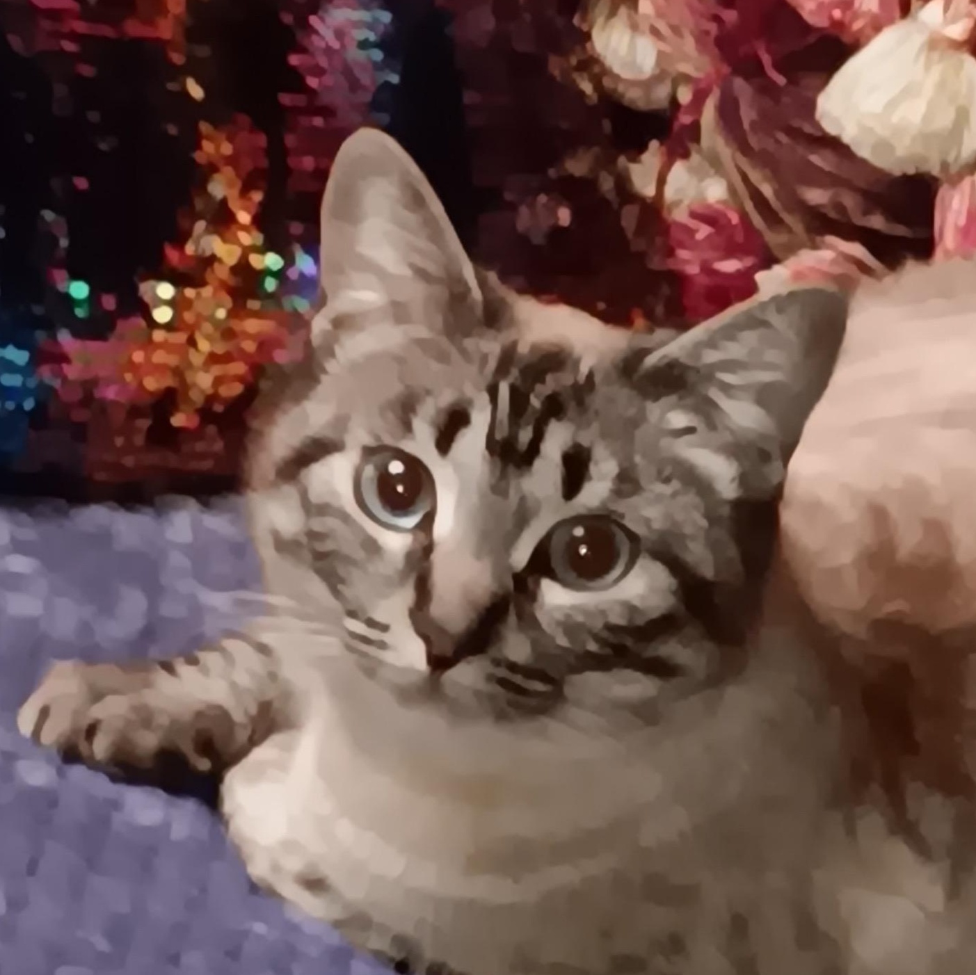 Skylar, a ADOPTABLE Siamese in Portland, OR image 1/5