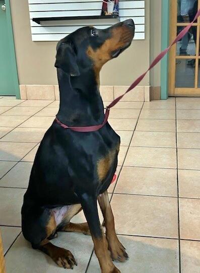 Enlarge Alara, a ADOPTABLE Doberman Pinscher in Silver Spring, MD image 5/6