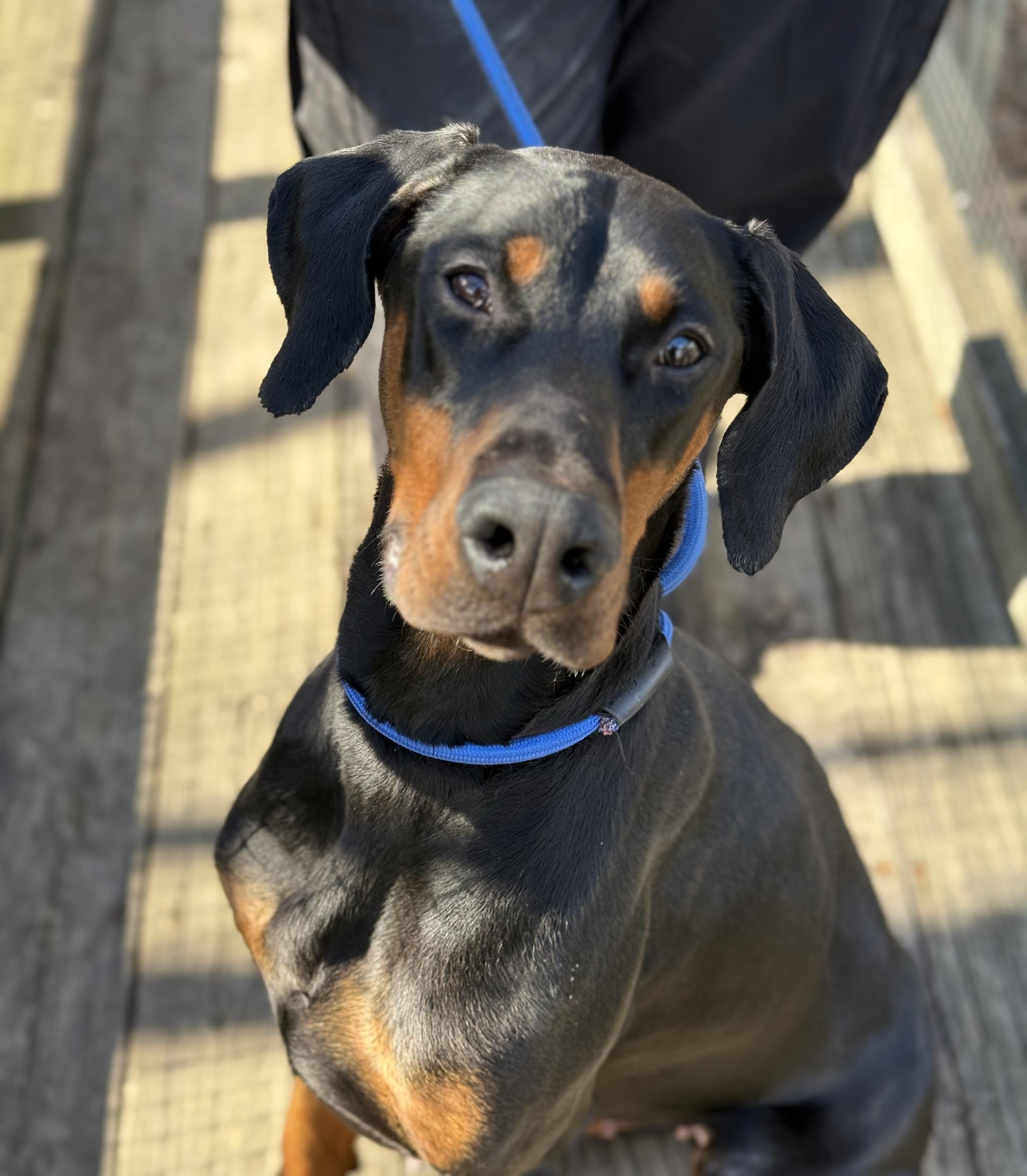 Enlarge Alara, a ADOPTABLE Doberman Pinscher in Silver Spring, MD image 1/6
