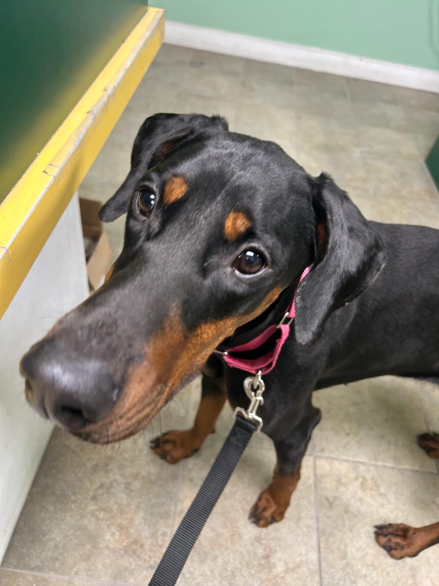 Enlarge Alara, a ADOPTABLE Doberman Pinscher in Silver Spring, MD image 4/6
