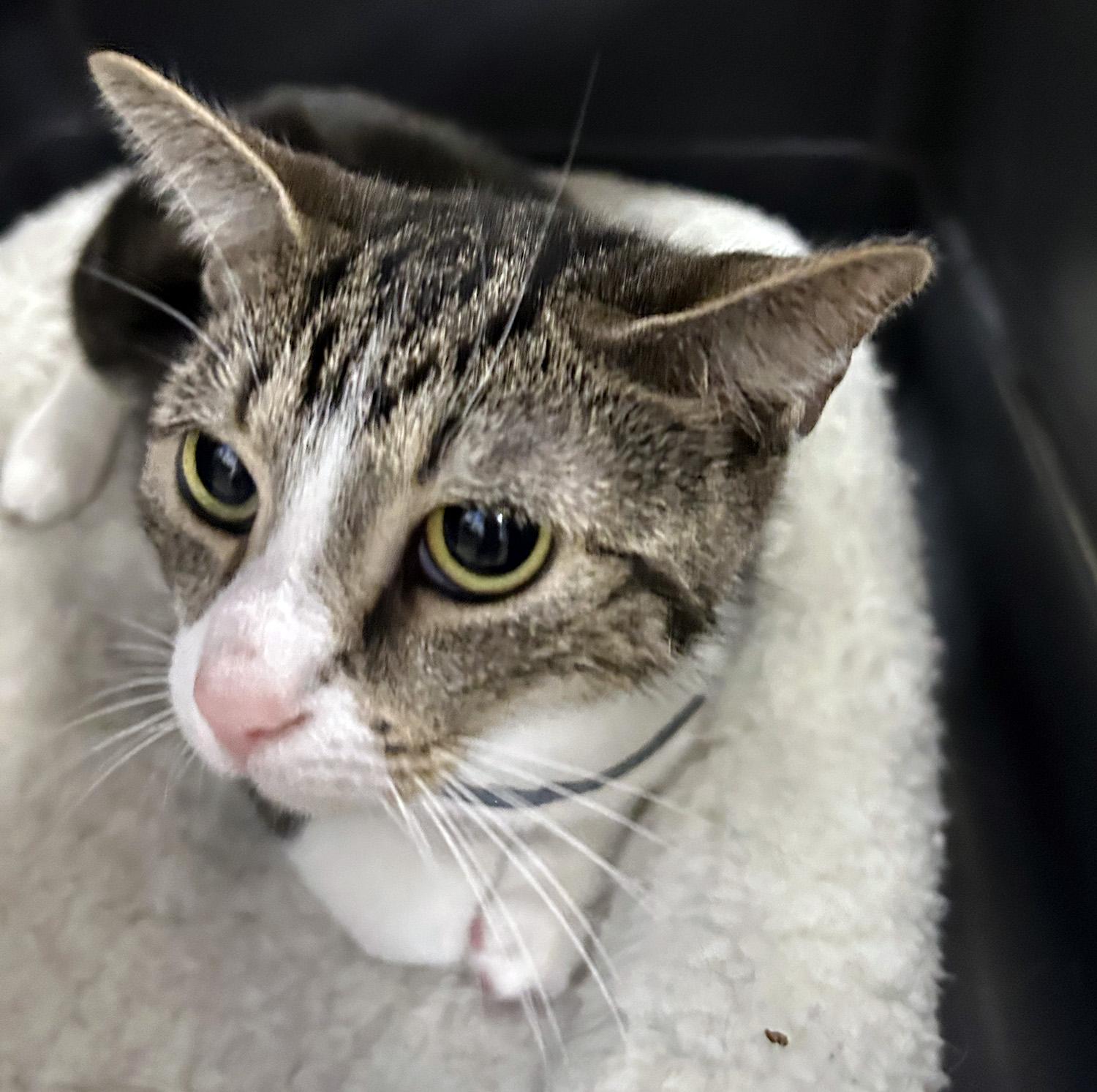 Luna — thumbnail 2