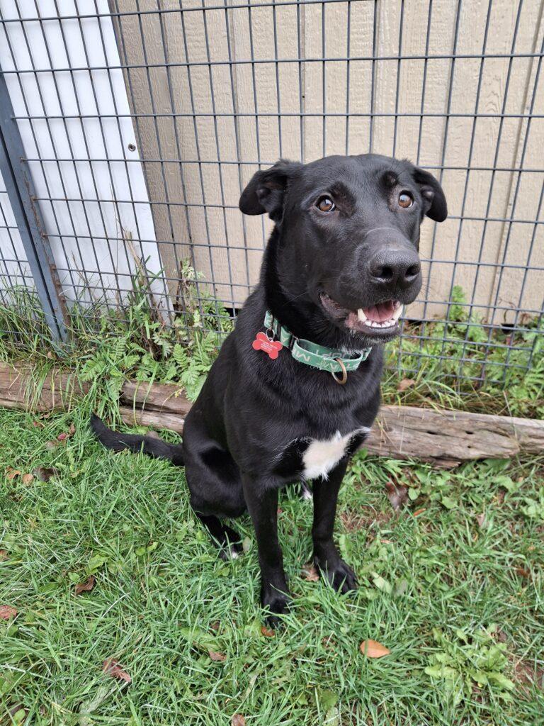 BUNDY, Adoptable, Adult Male Labrador Retriever & Shepherd.