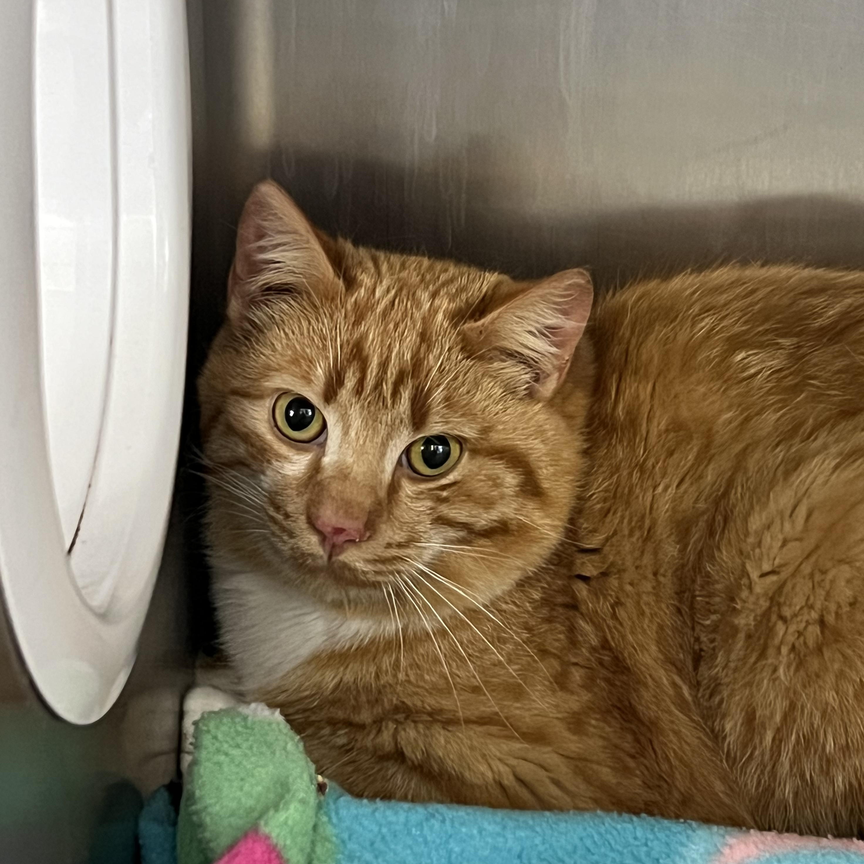 Biff, adopted, Adult Male Domestic Short Hair.