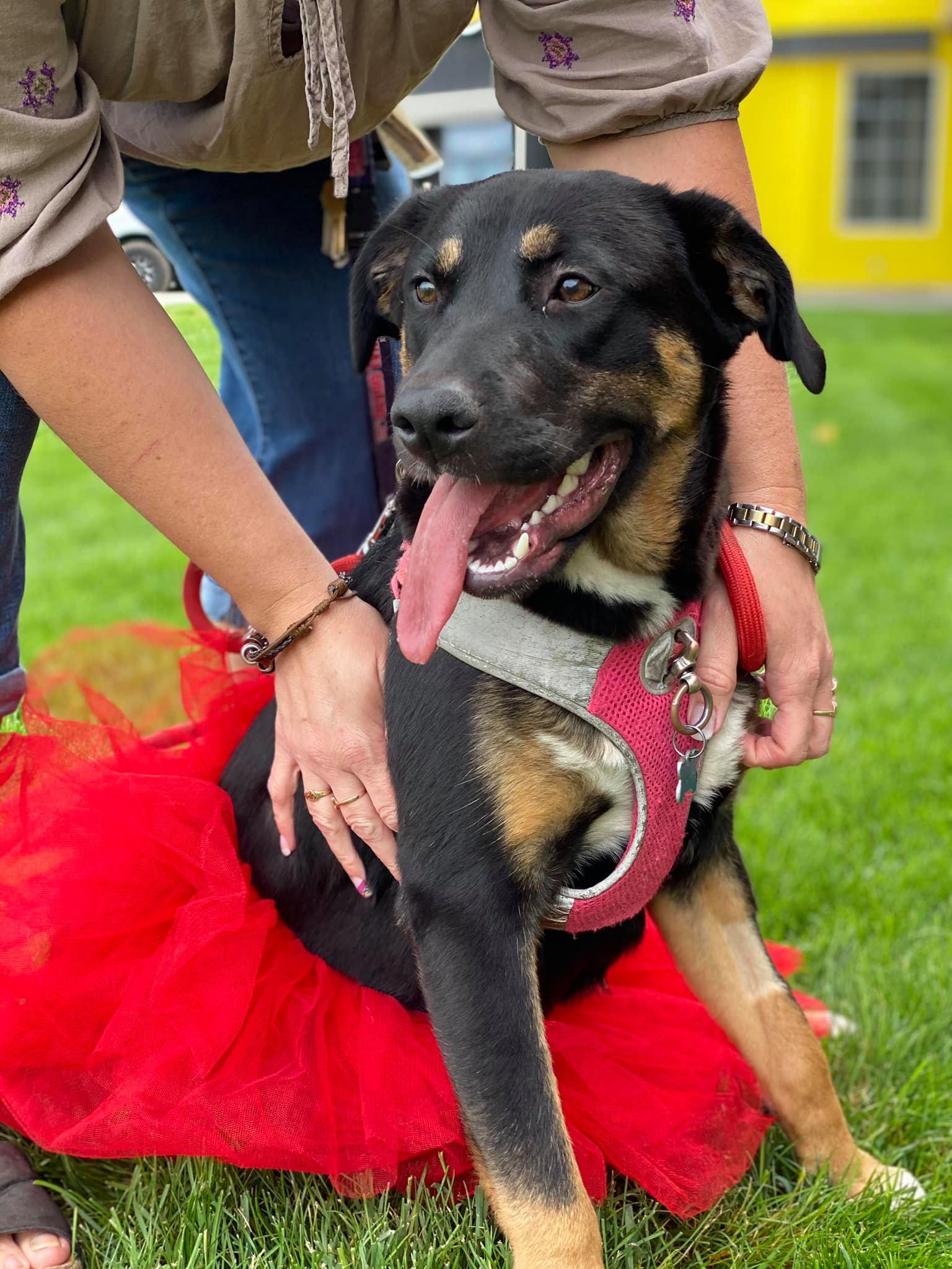 Enlarge Lily, a Adoptable German Shepherd Dog in West Richland, WA image 3/6