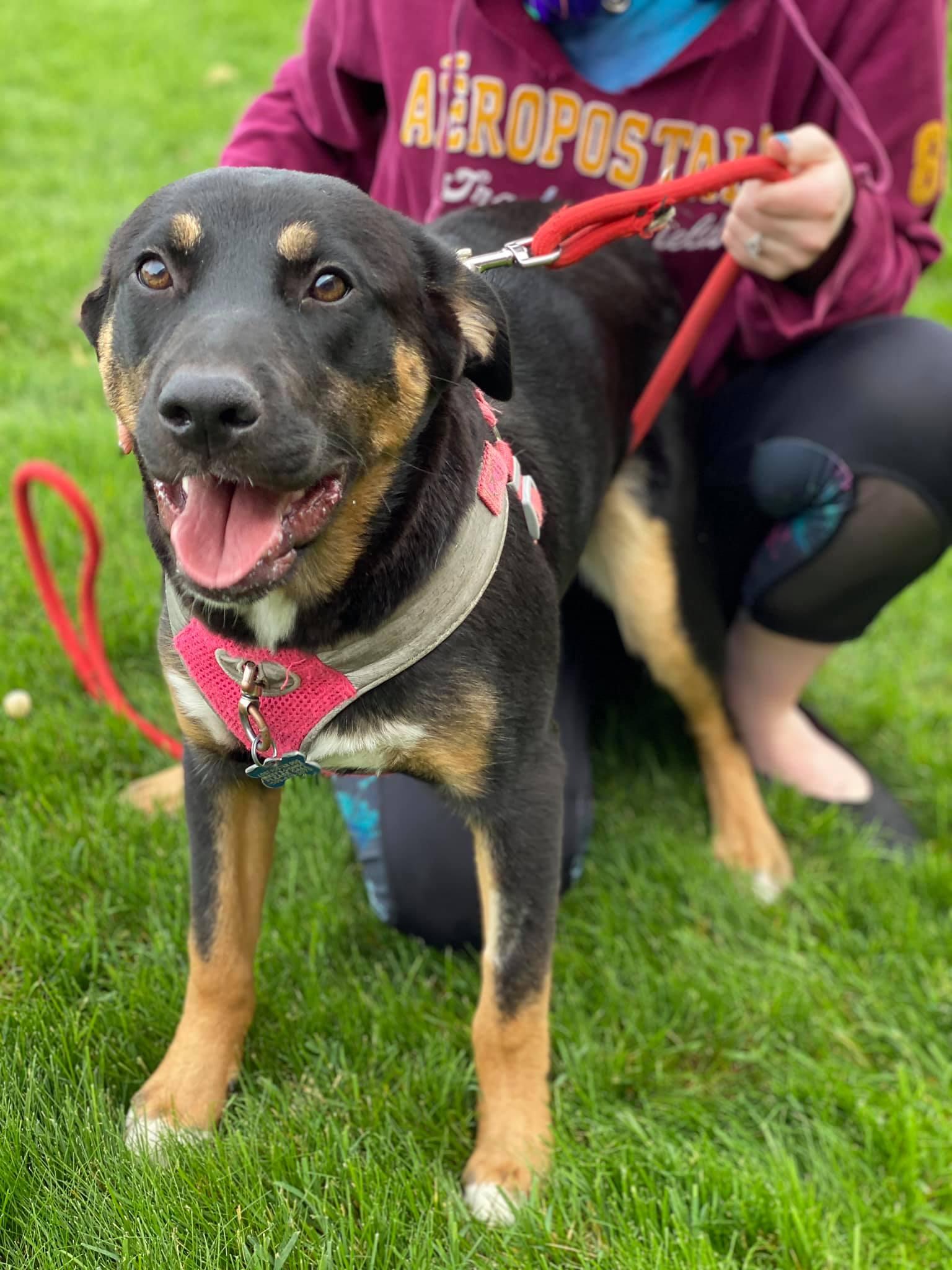 Enlarge Lily, a Adoptable German Shepherd Dog in West Richland, WA image 5/6