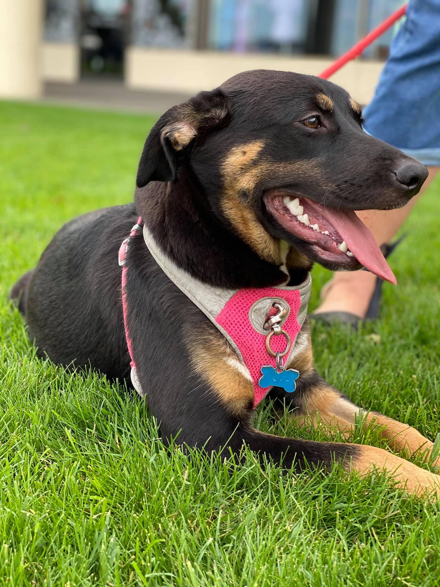 Enlarge Lily, a Adoptable German Shepherd Dog in West Richland, WA image 6/6
