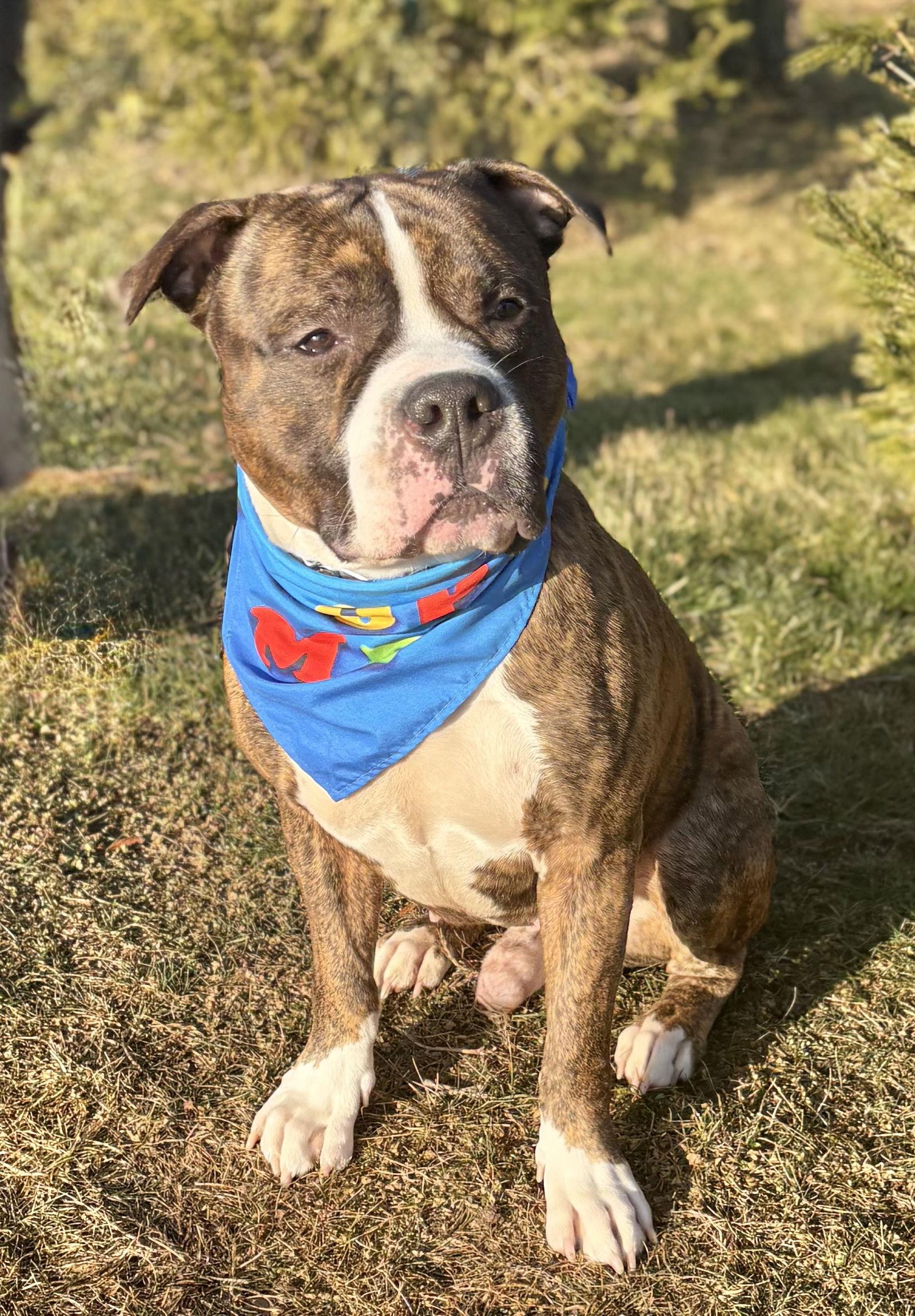 Enlarge Theo, a Adoptable Pit Bull Terrier in Spring Lake, NJ image 2/3
