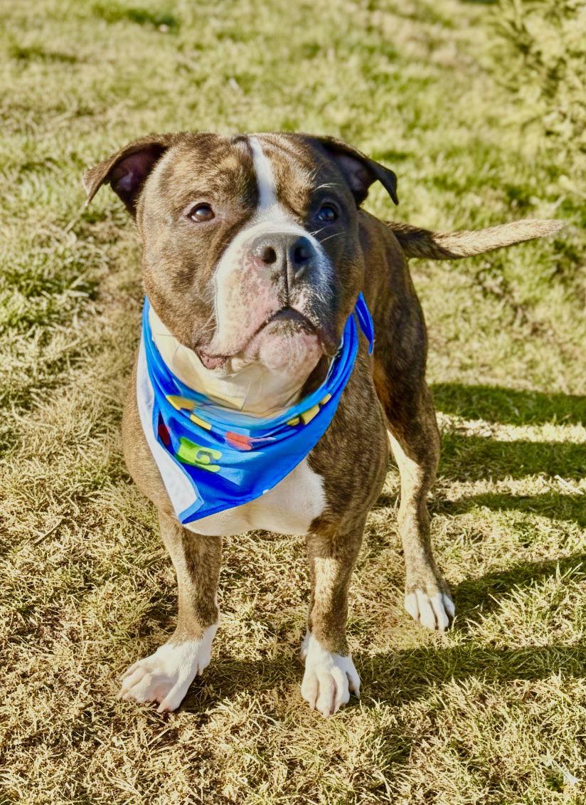 Enlarge Theo, a Adoptable Pit Bull Terrier in Spring Lake, NJ image 3/3