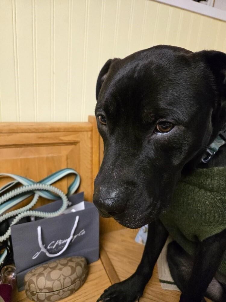 Emmett, Adoptable, Adult Male Labrador Retriever & Pit Bull Terrier.