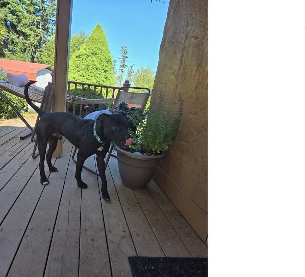 Emmett, a Adoptable mixed breed in Bellingham, WA image 2/3