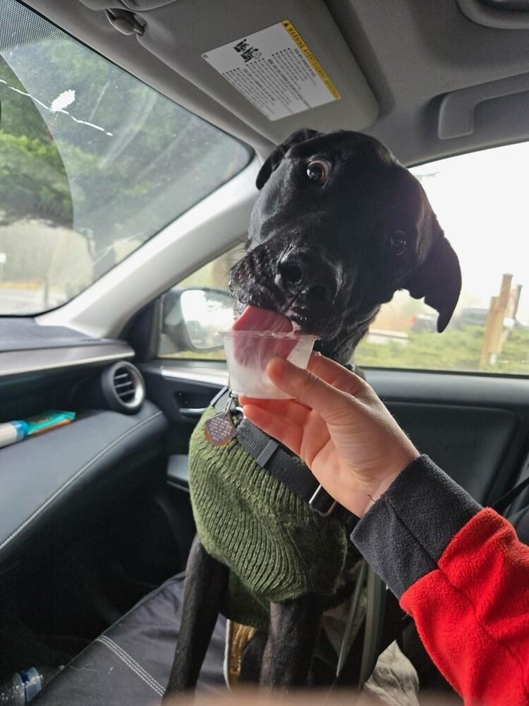 Emmett, a Adoptable mixed breed in Bellingham, WA image 3/3