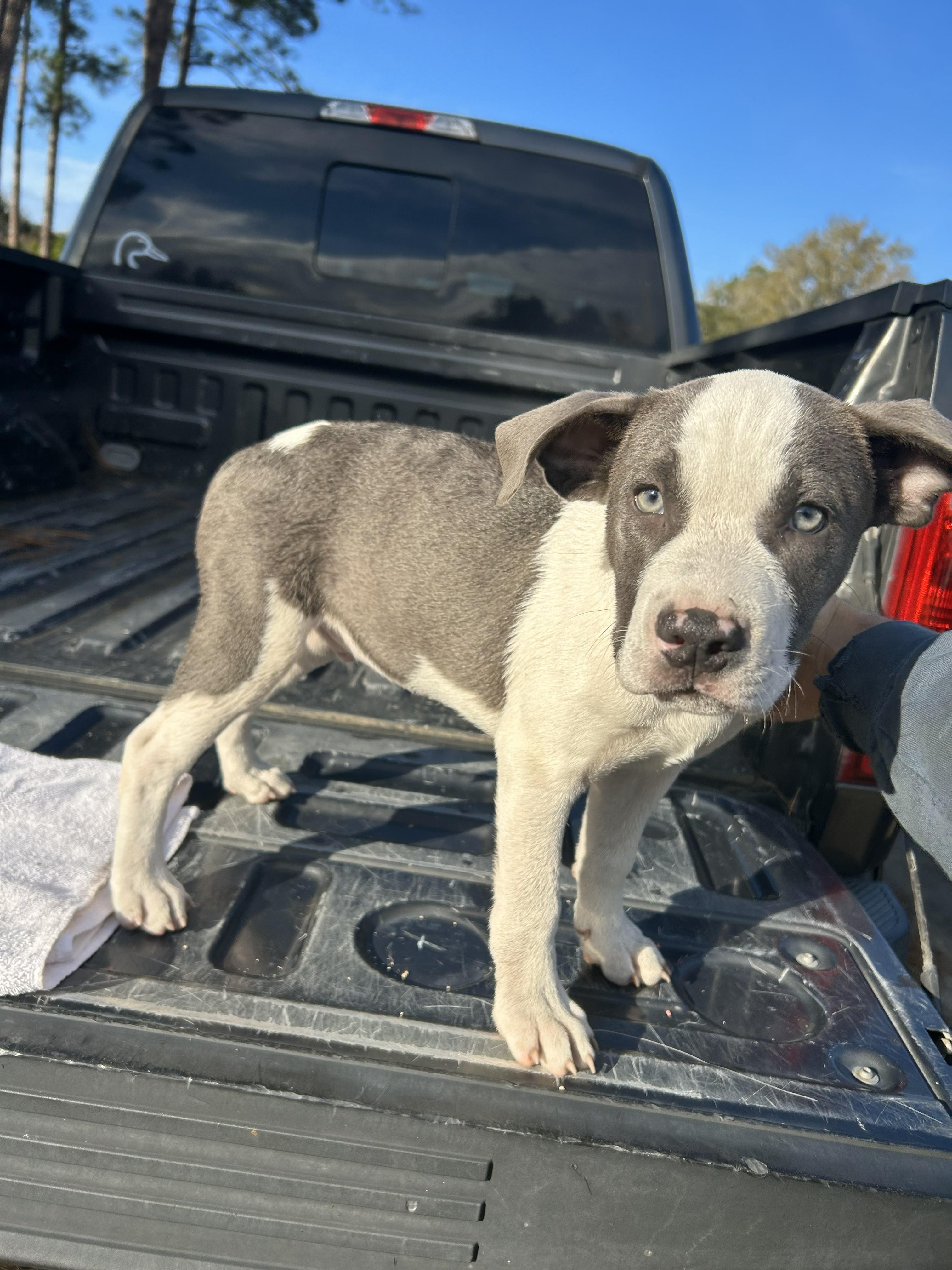 Milo, an adoptable mixed breed in Jesup, GA image 5/5