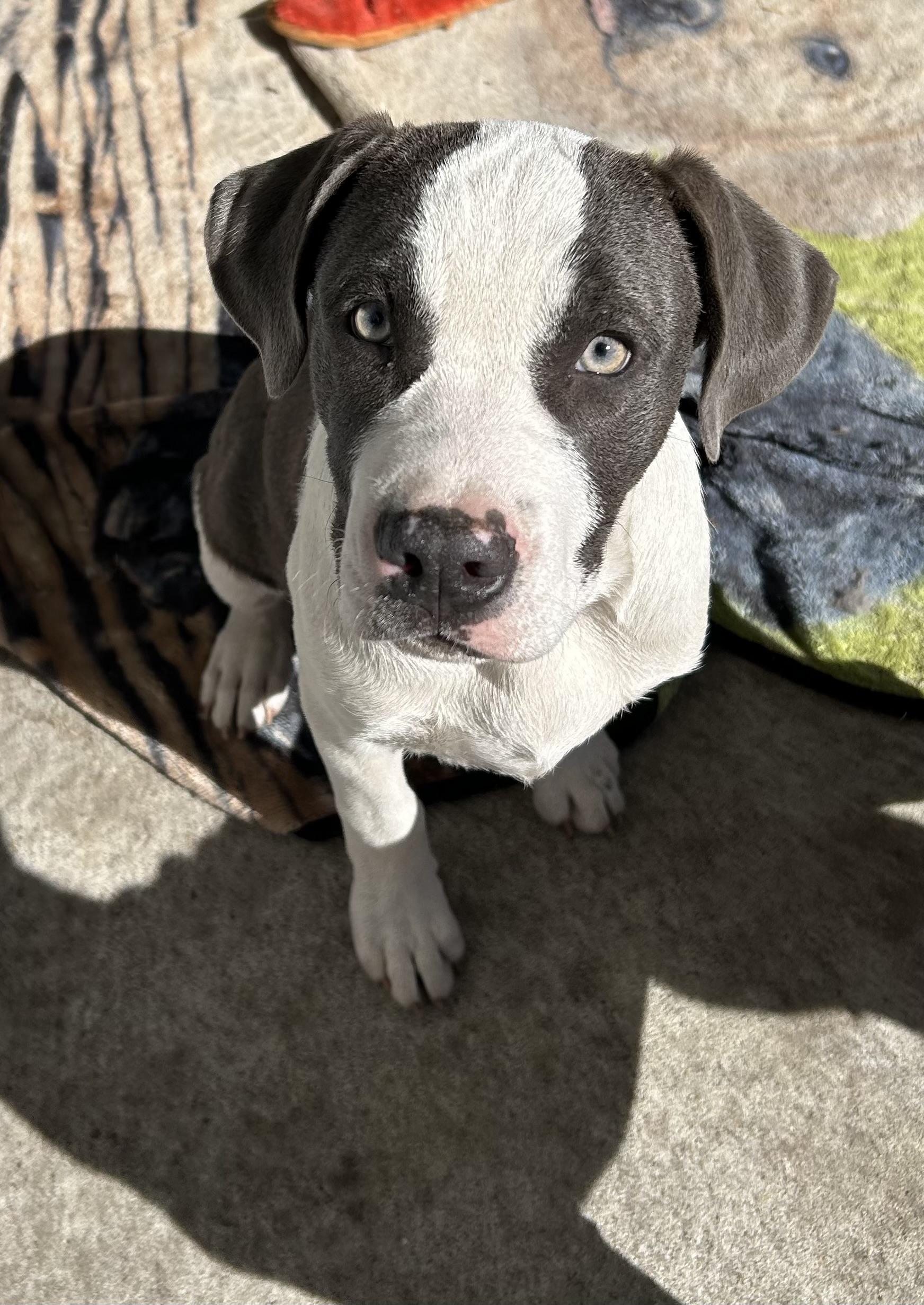 Milo, an adoptable mixed breed in Jesup, GA image 1/5