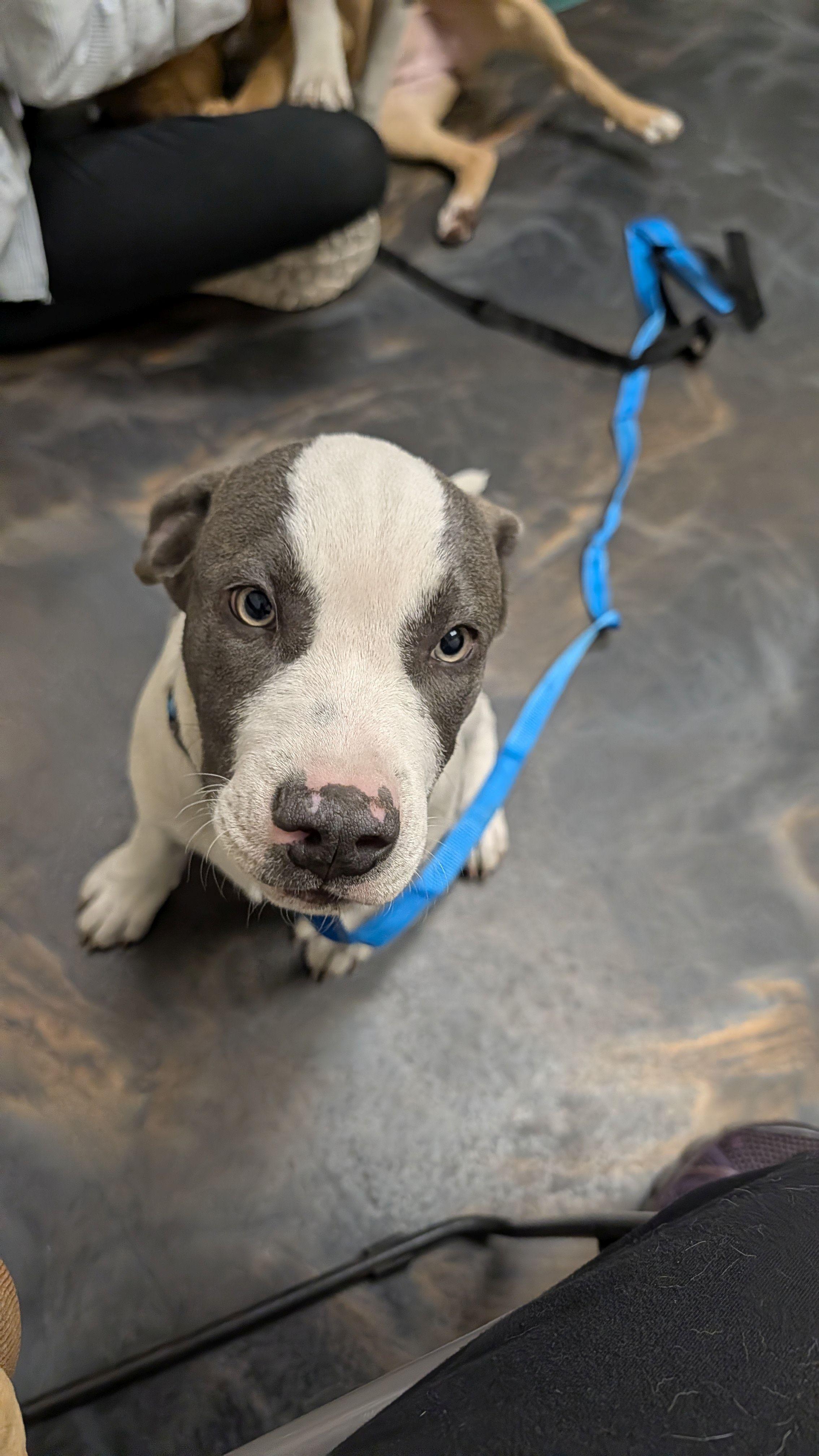 Milo, an adoptable mixed breed in Jesup, GA image 3/5