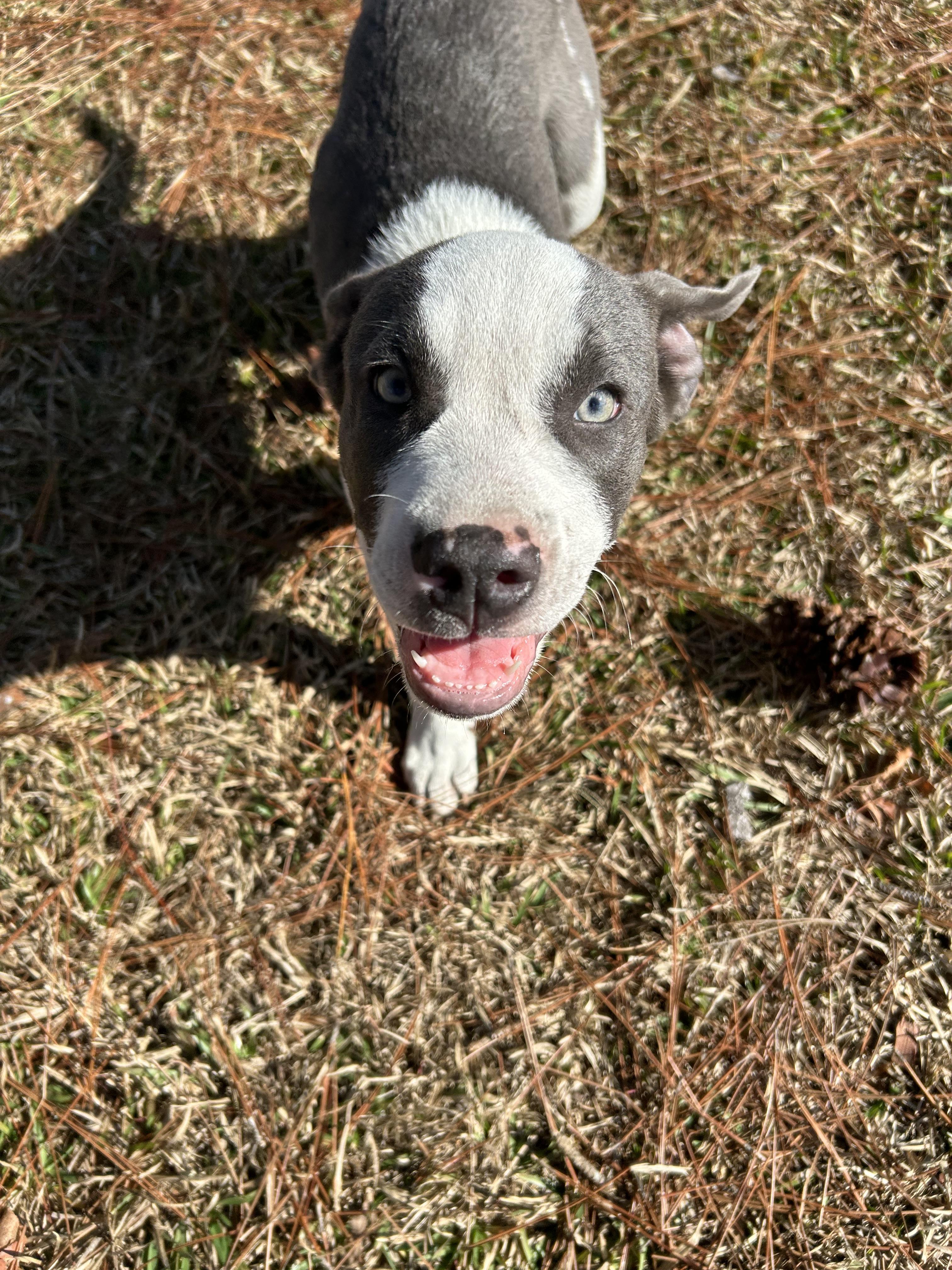 Milo, an adoptable mixed breed in Jesup, GA image 2/5