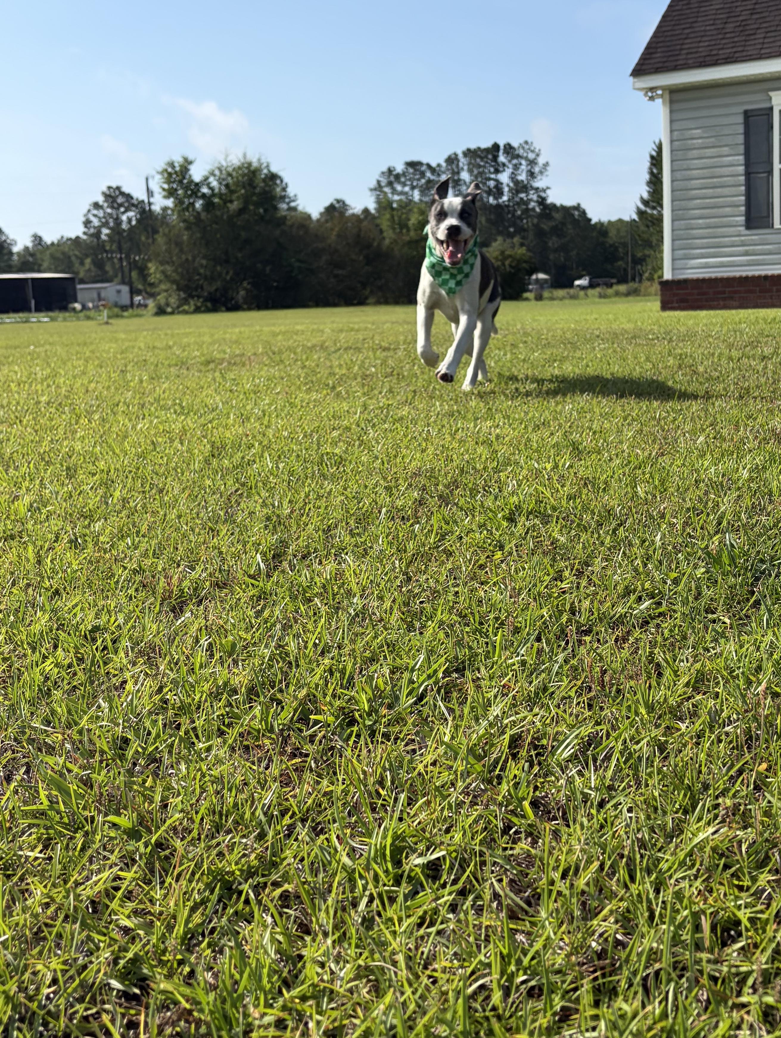 Enlarge Milo, an adoptable mixed breed in Jesup, GA image 5/5