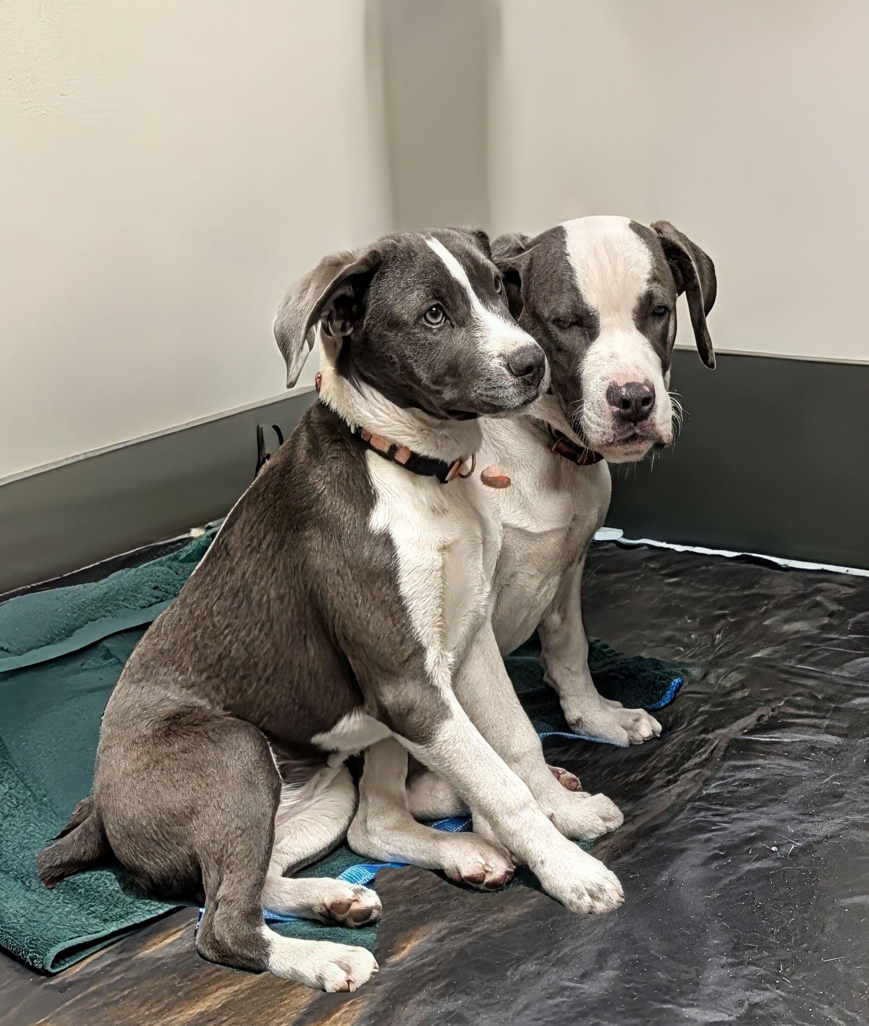 Milo, an adoptable mixed breed in Jesup, GA image 4/5