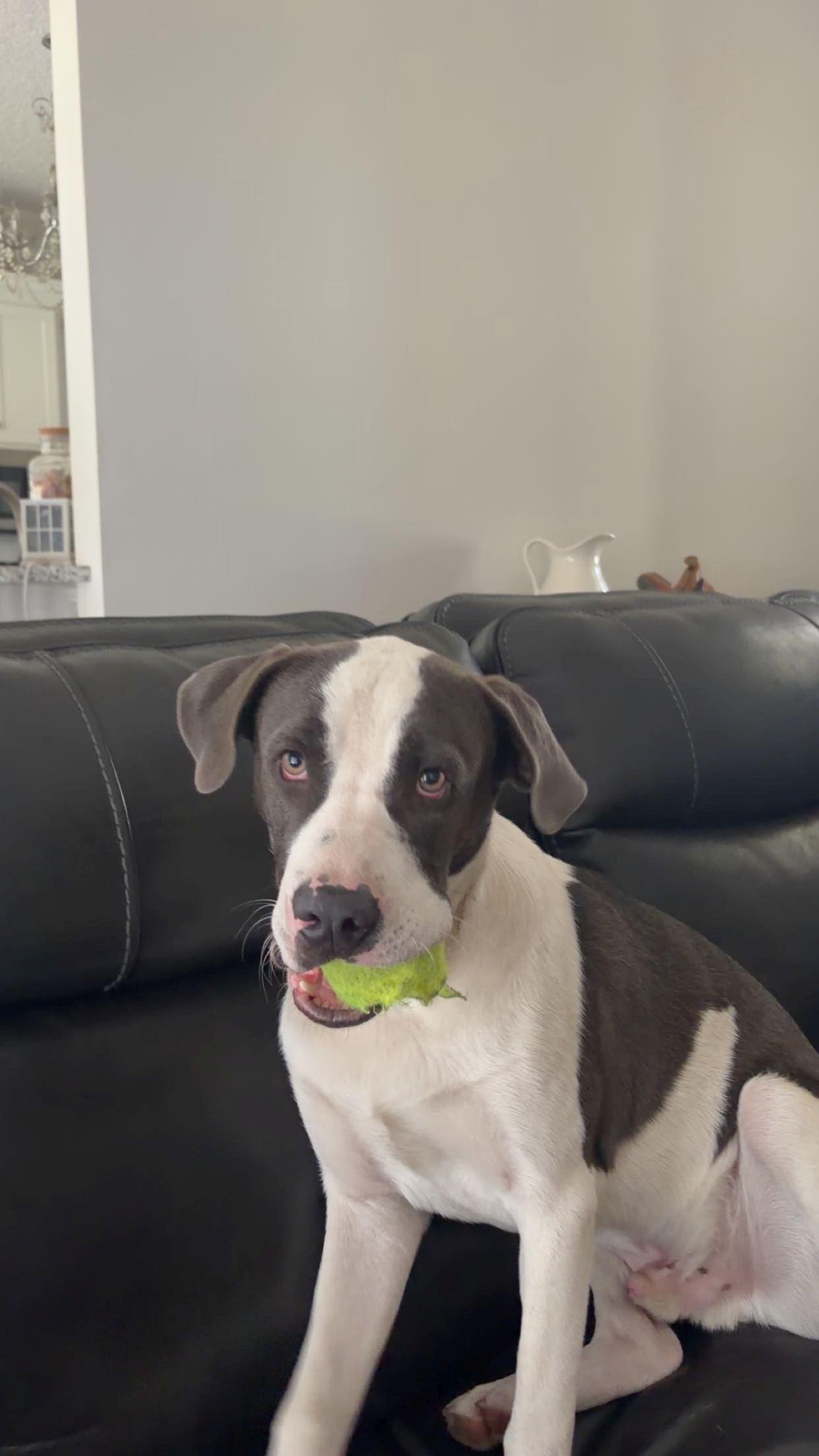 Milo, adoptable, Puppy Male Black Mouth Cur & Terrier.