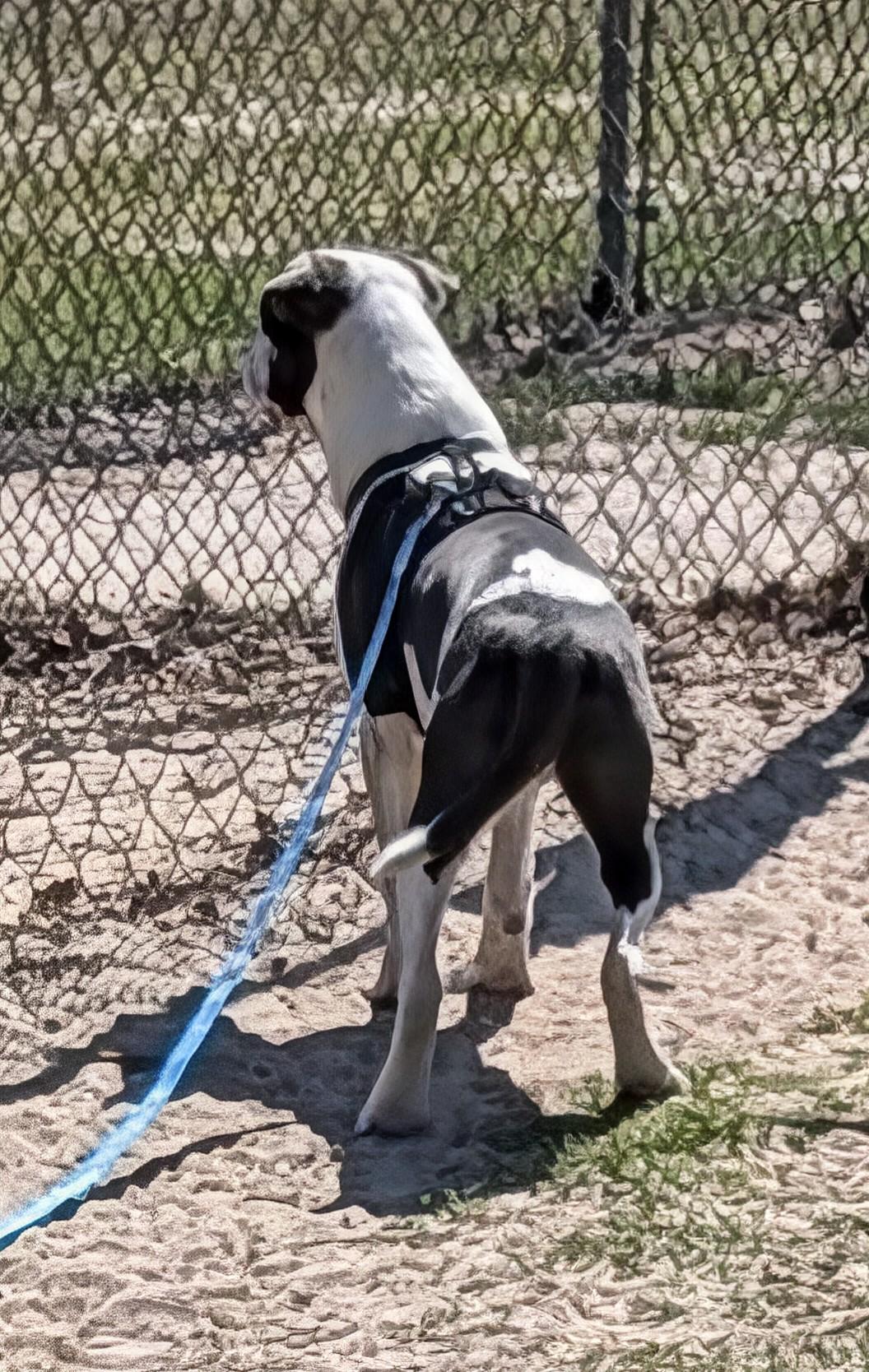 Enlarge Milo, an adoptable mixed breed in Jesup, GA image 4/5