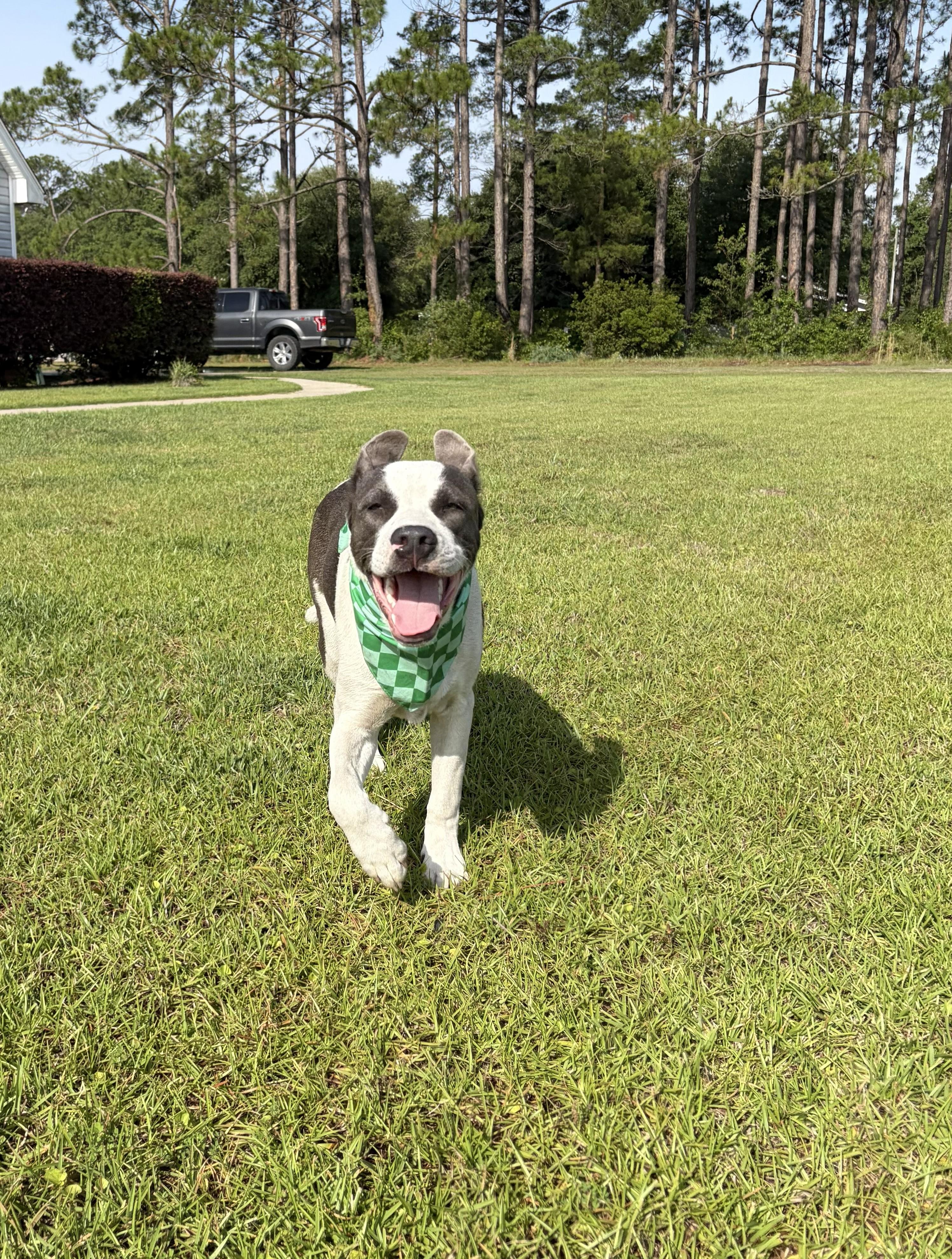 Enlarge Milo, an adoptable mixed breed in Jesup, GA image 2/5