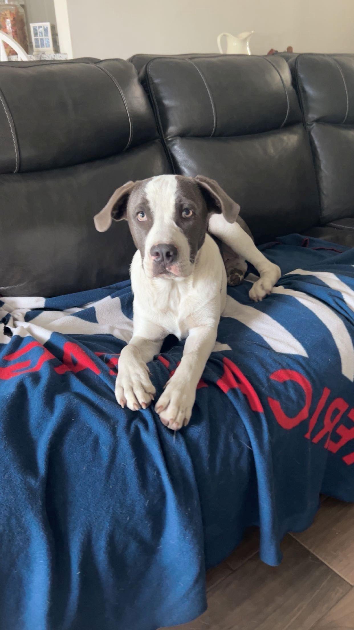 Milo, adoptable, Puppy Male Black Mouth Cur & Terrier.