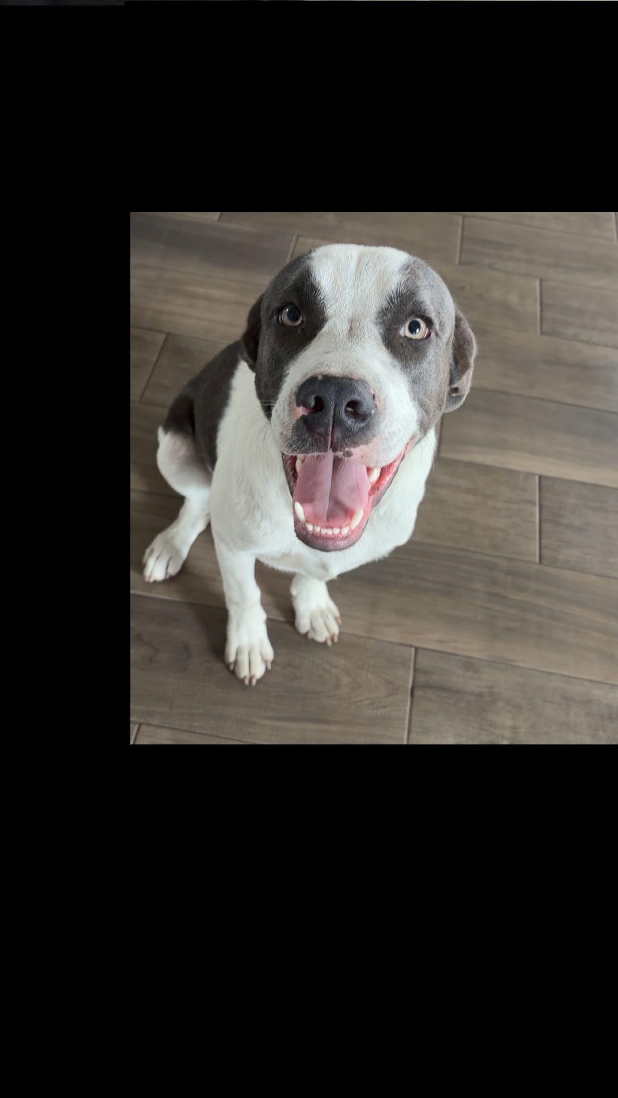 Enlarge Milo, an adoptable mixed breed in Jesup, GA image 3/5