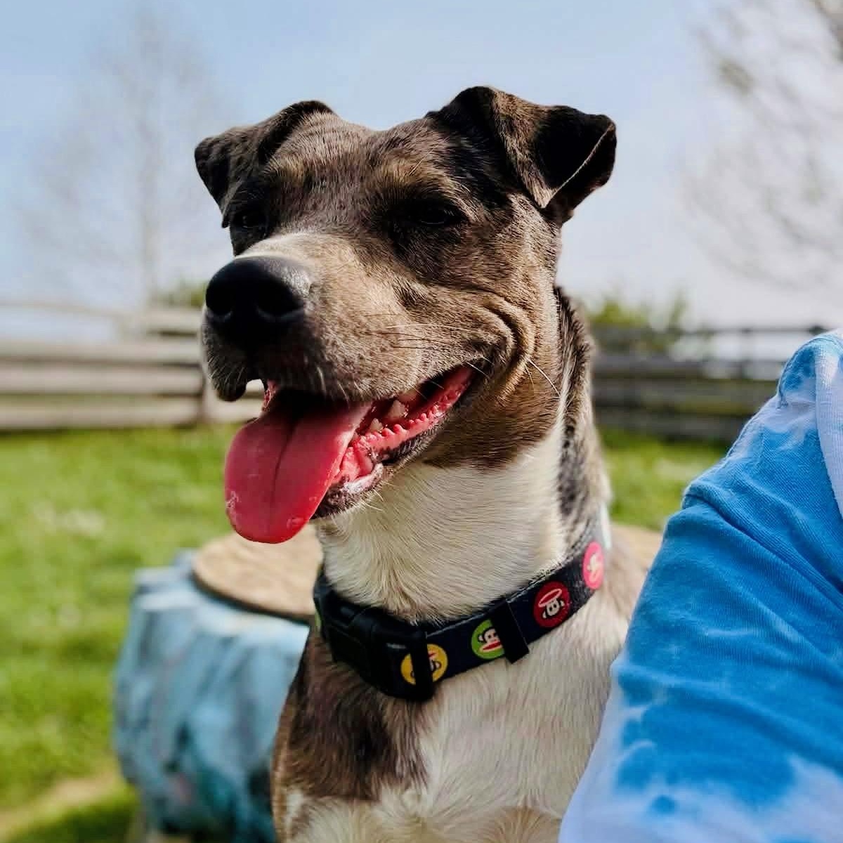 Norah, a ADOPTABLE mixed breed in Junction City, KY image 2/3