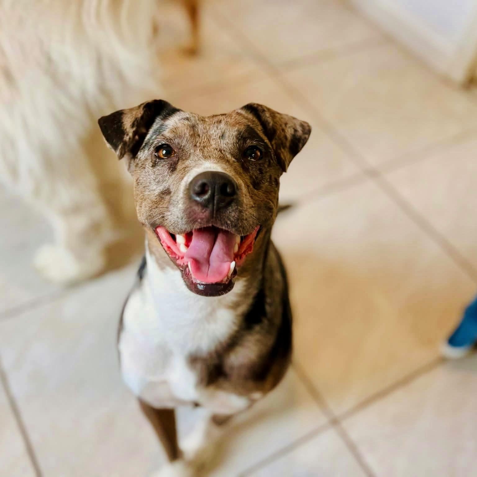 Norah, ADOPTABLE, Adult Female Catahoula Leopard Dog.