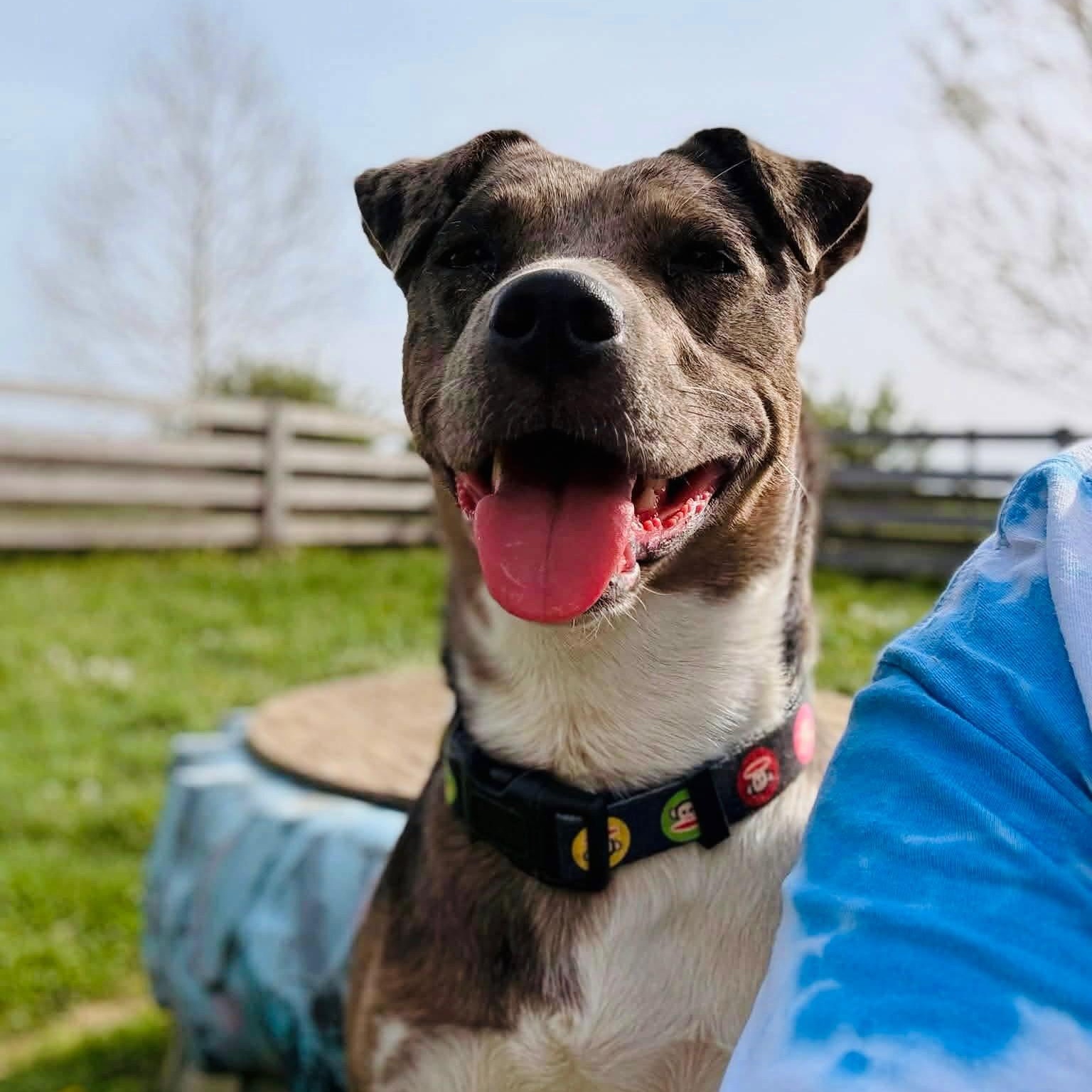 Norah, a ADOPTABLE mixed breed in Junction City, KY image 3/3