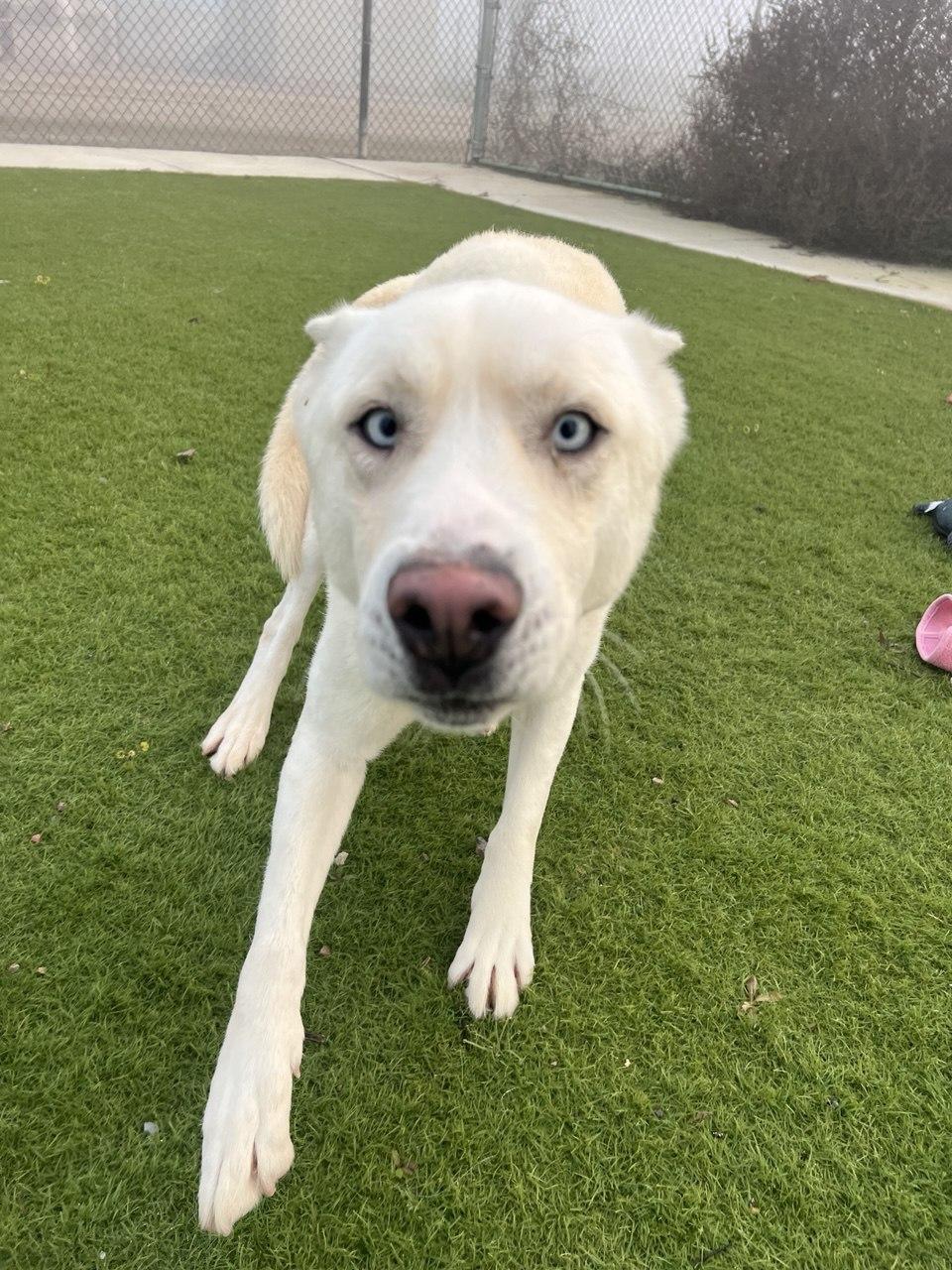 Enlarge DUTCH (Available 1/14/2026), a ADOPTABLE Husky in Wasco, CA image 1/4