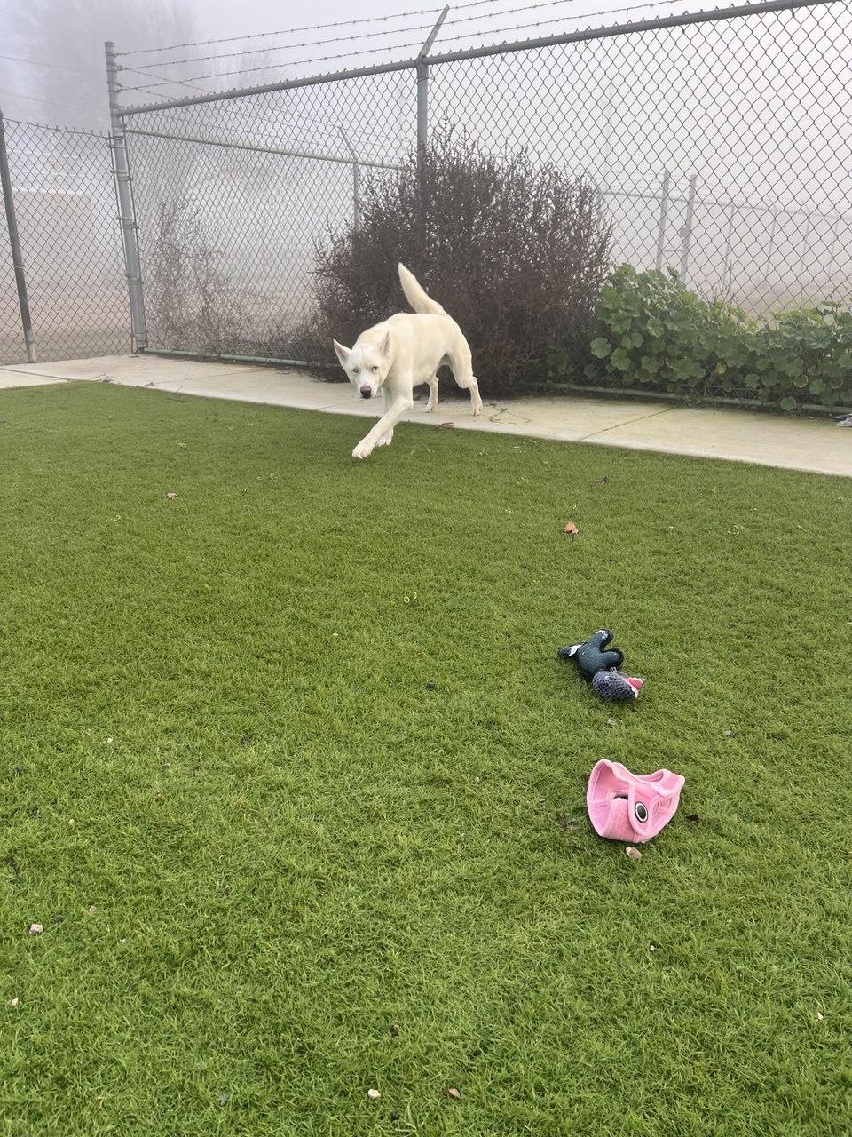 Enlarge DUTCH (Available 1/14/2026), a ADOPTABLE Husky in Wasco, CA image 4/4