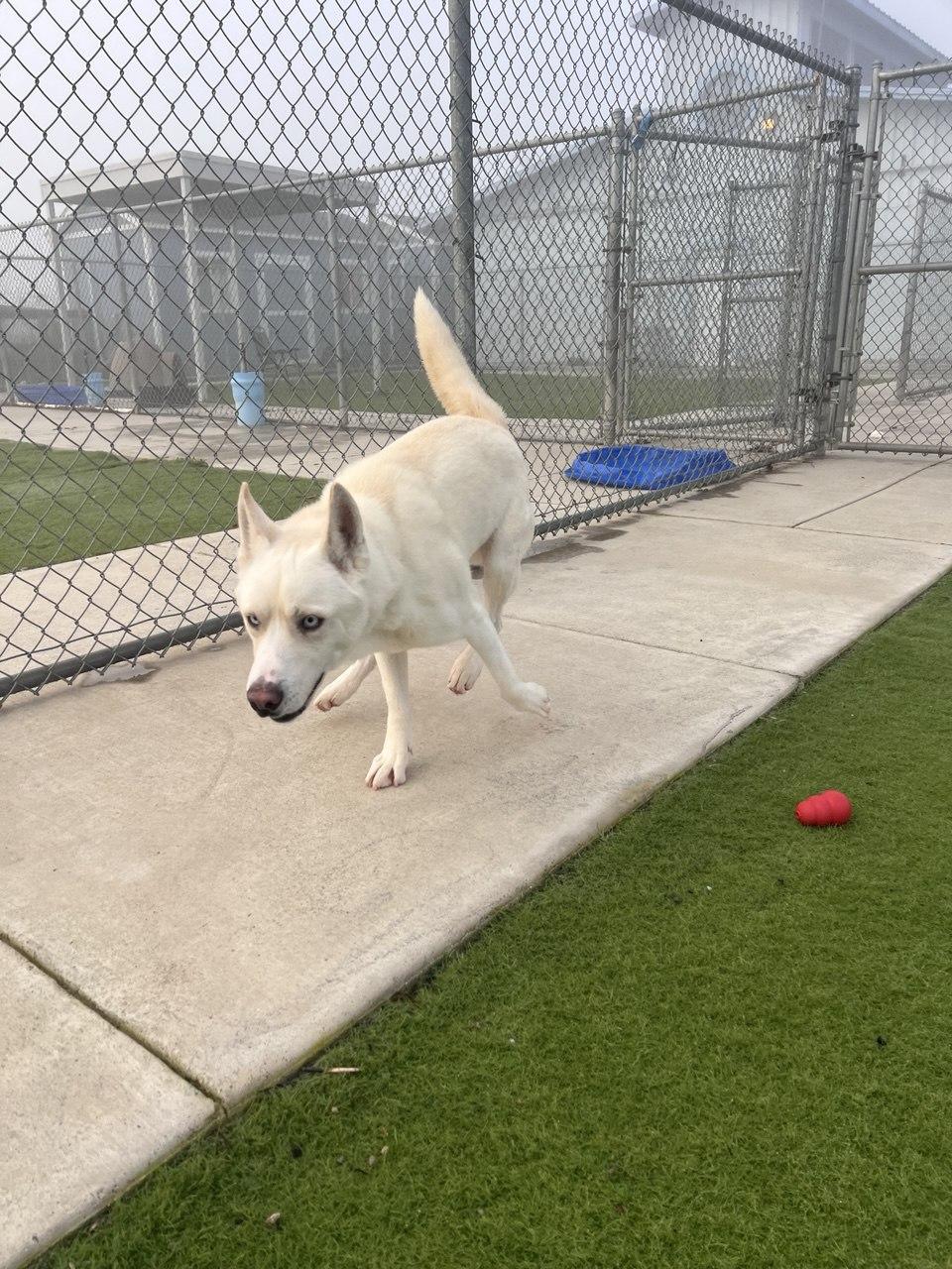 Enlarge DUTCH (Available 1/14/2026), a ADOPTABLE Husky in Wasco, CA image 2/4