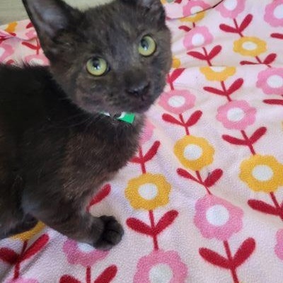 Phoebe, a ADOPTABLE Domestic Short Hair in Las Vegas, NV image 3/3