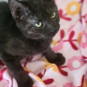 Phoebe, a ADOPTABLE Domestic Short Hair in Las Vegas, NV image 2/3