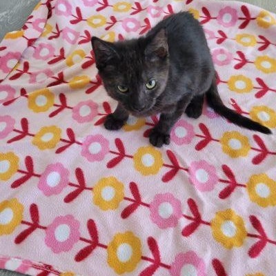 Phoebe, ADOPTABLE, Kitten Female Domestic Short Hair.