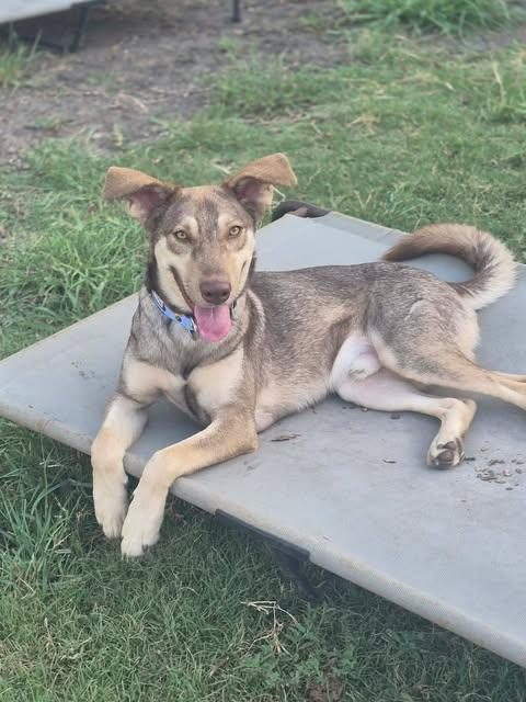 Enzo, Adoptable, Young Male German Shepherd Dog & Husky.
