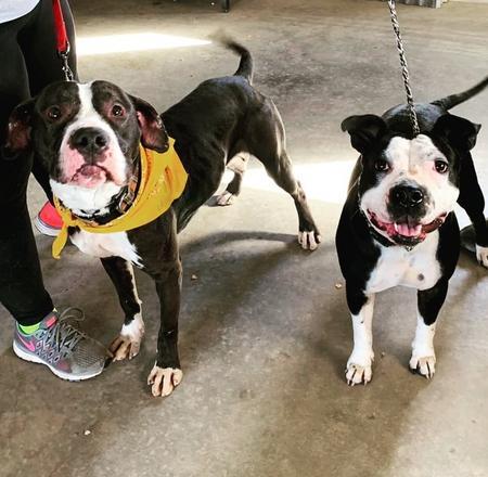 Enlarge Domino, a Adoptable Pit Bull Terrier in Lubbock, TX image 4/5