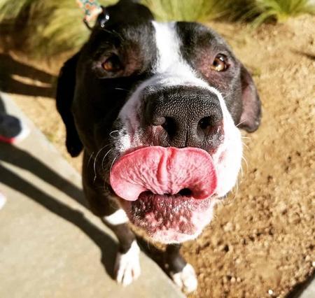 Enlarge Domino, a Adoptable Pit Bull Terrier in Lubbock, TX image 5/5