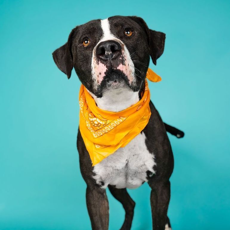 Enlarge Domino, a Adoptable Pit Bull Terrier in Lubbock, TX image 1/5