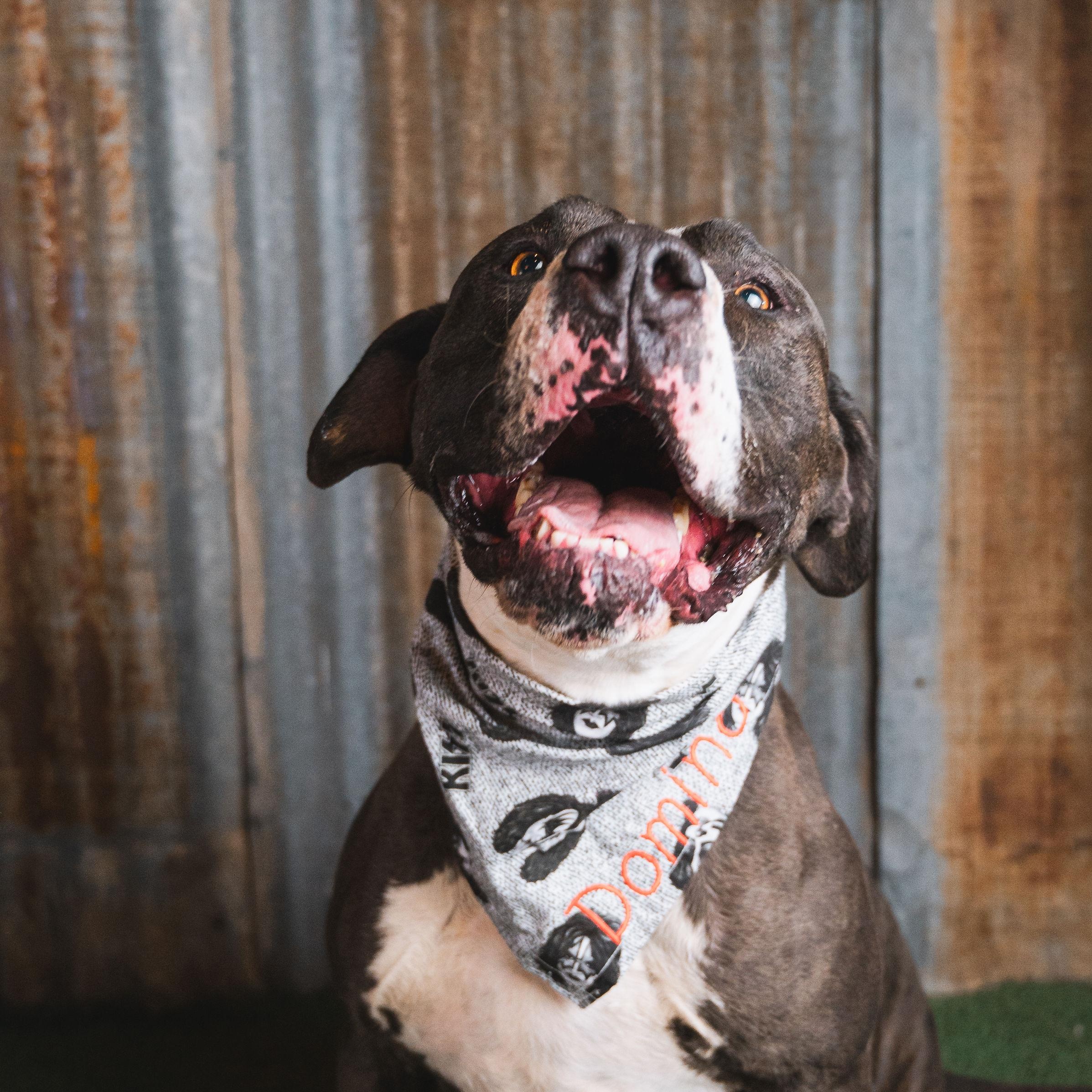 Enlarge Domino, a Adoptable Pit Bull Terrier in Lubbock, TX image 2/5