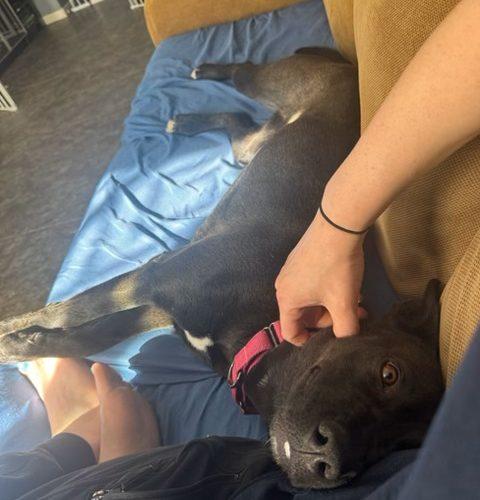 Enlarge Jenny, a Adoptable mixed breed in Henderson, NV image 1/6