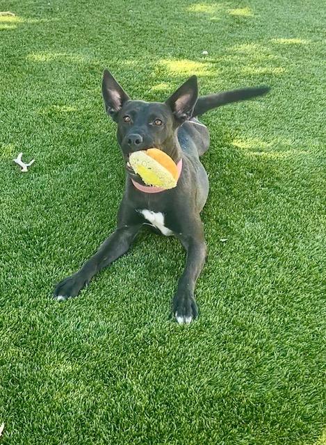 Jenny, a Adoptable mixed breed in Henderson, NV image 2/6